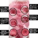 名器の証明ファイル No.011 高橋しょう子10月上旬入荷予定の画像（4）