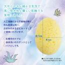 人工海綿　Femスポンジ（10個入)　の画像（2）